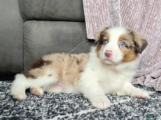 Australian Shepherd dogs Australian Shepherd Puppy 2 - Ad 2