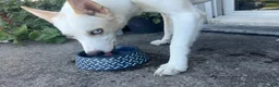 Siberian Husky dogs for sale: Siberian Husky 1 - Ad 5