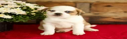Mixed Breed dogs for sale: Belle - Ad 3