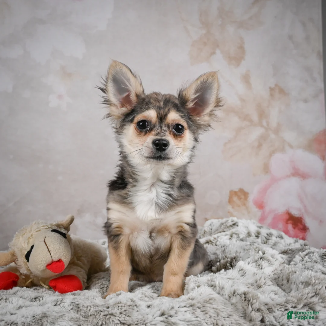 Chihuahua dogs for sale: Geronimo - Ad 4