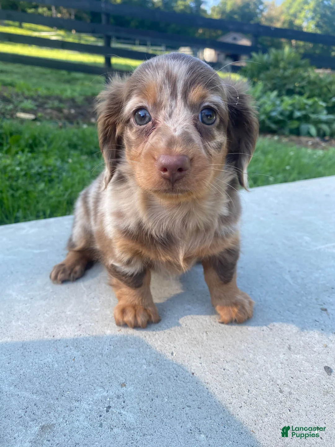 Miniature Dachshund dogs for sale: Ellie - Ad 1
