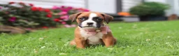 Boxer dogs for sale: Betty - Ad 7