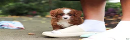 Cavapoo dogs for sale: Ellie - Ad 12