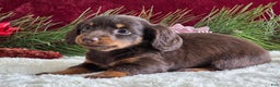Miniature Dachshund dogs for sale: Kate - Ad 15