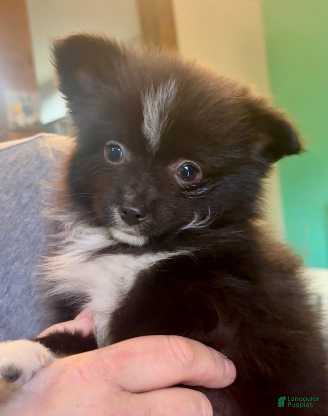 Mixed Breed dogs for sale: Archie - Ad 2