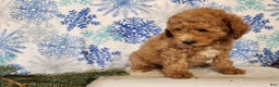 Mini Goldendoodle dogs for sale: Nash - Ad 11