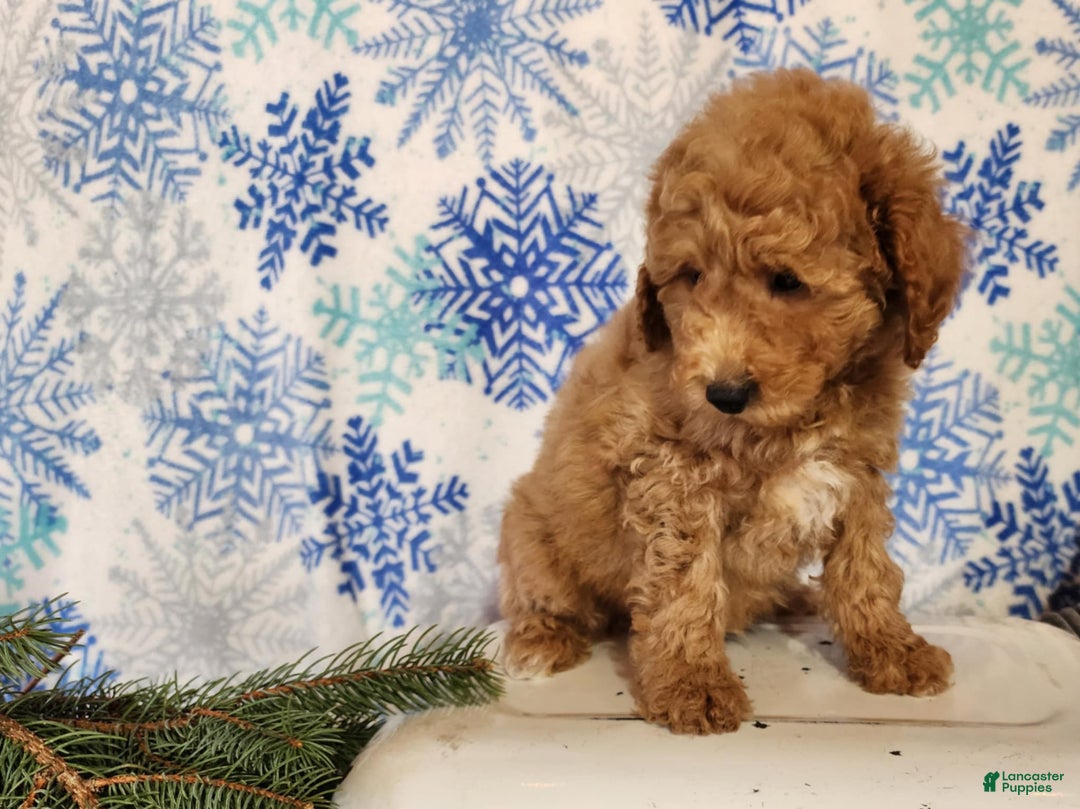 Mini Goldendoodle dogs for sale: Nash - Ad 11