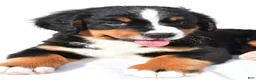 Bernese Mountain Dog dogs for sale: Piper - Ad 5