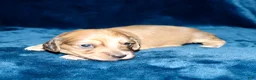 Miniature Dachshund dogs for sale: Whalen - Ad 3