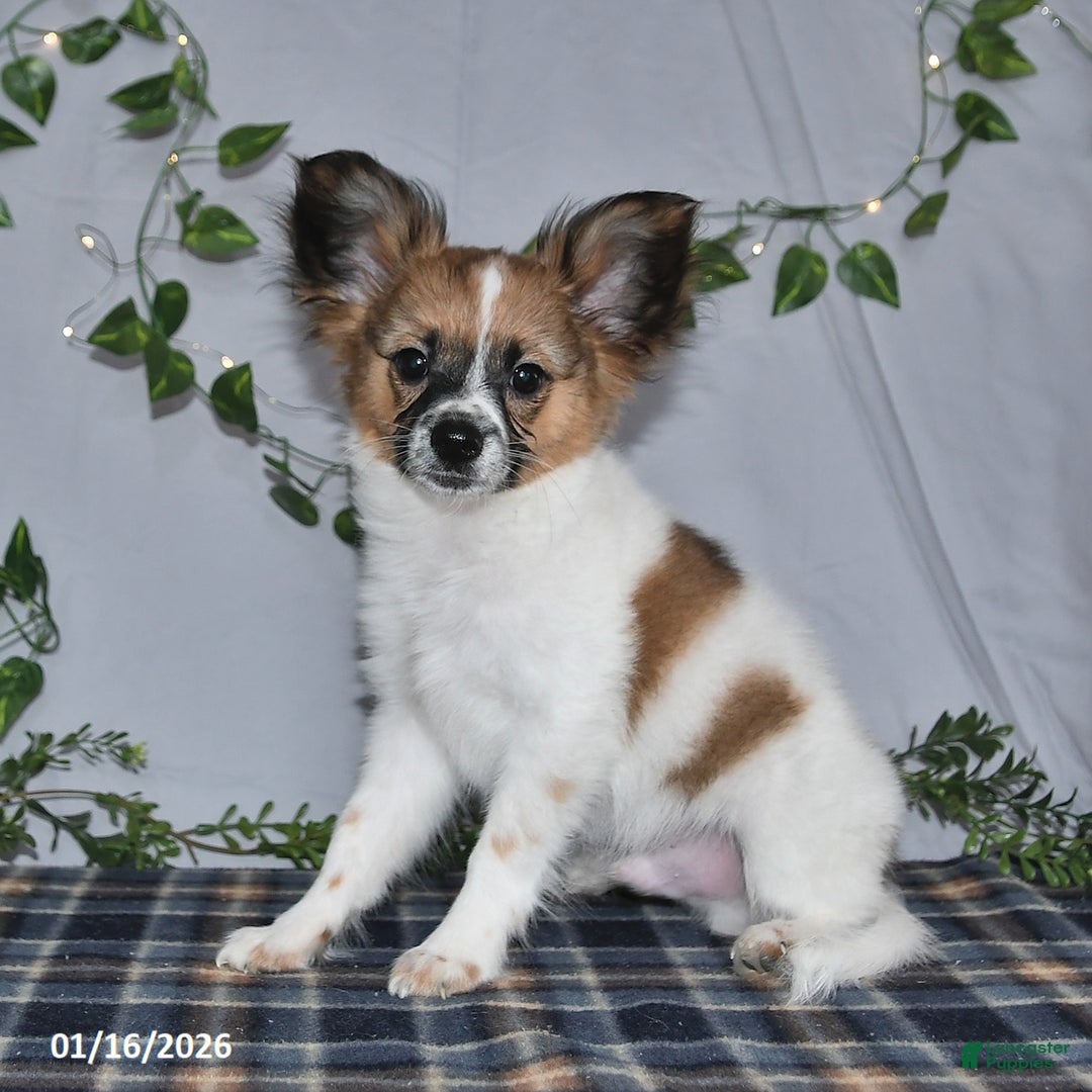 Papillon dogs for sale: Oliver - Ad 2