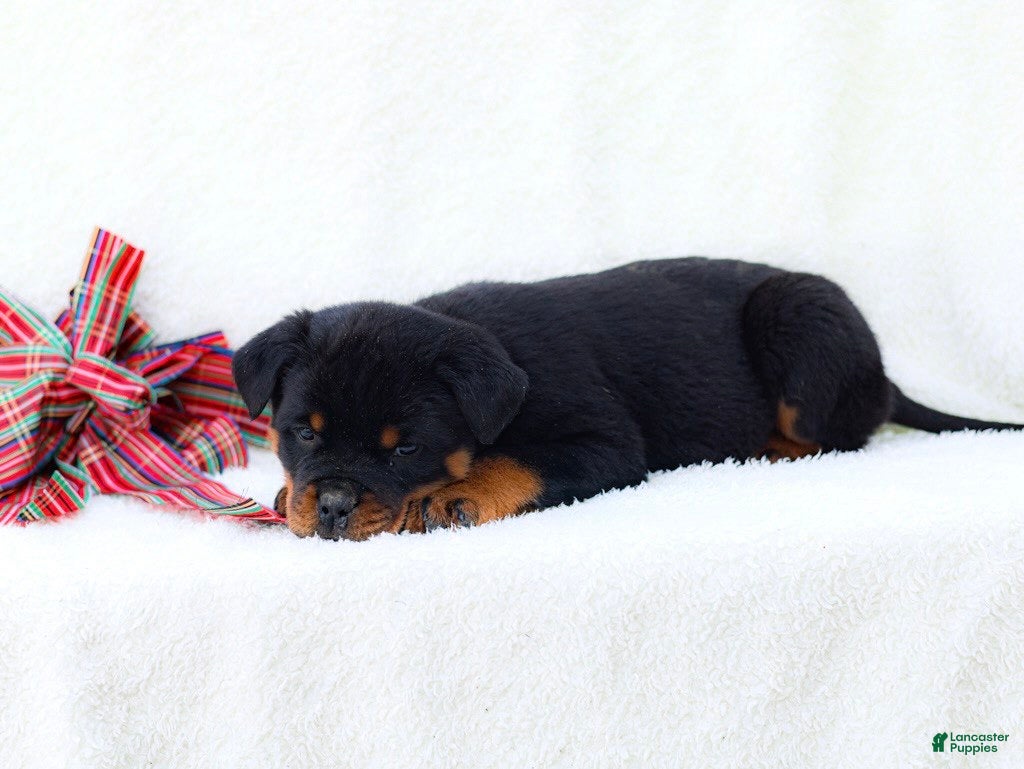 Rottweiler dogs Tia - Ad 1
