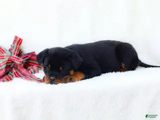 Rottweiler dogs for sale: Tia - Ad 2