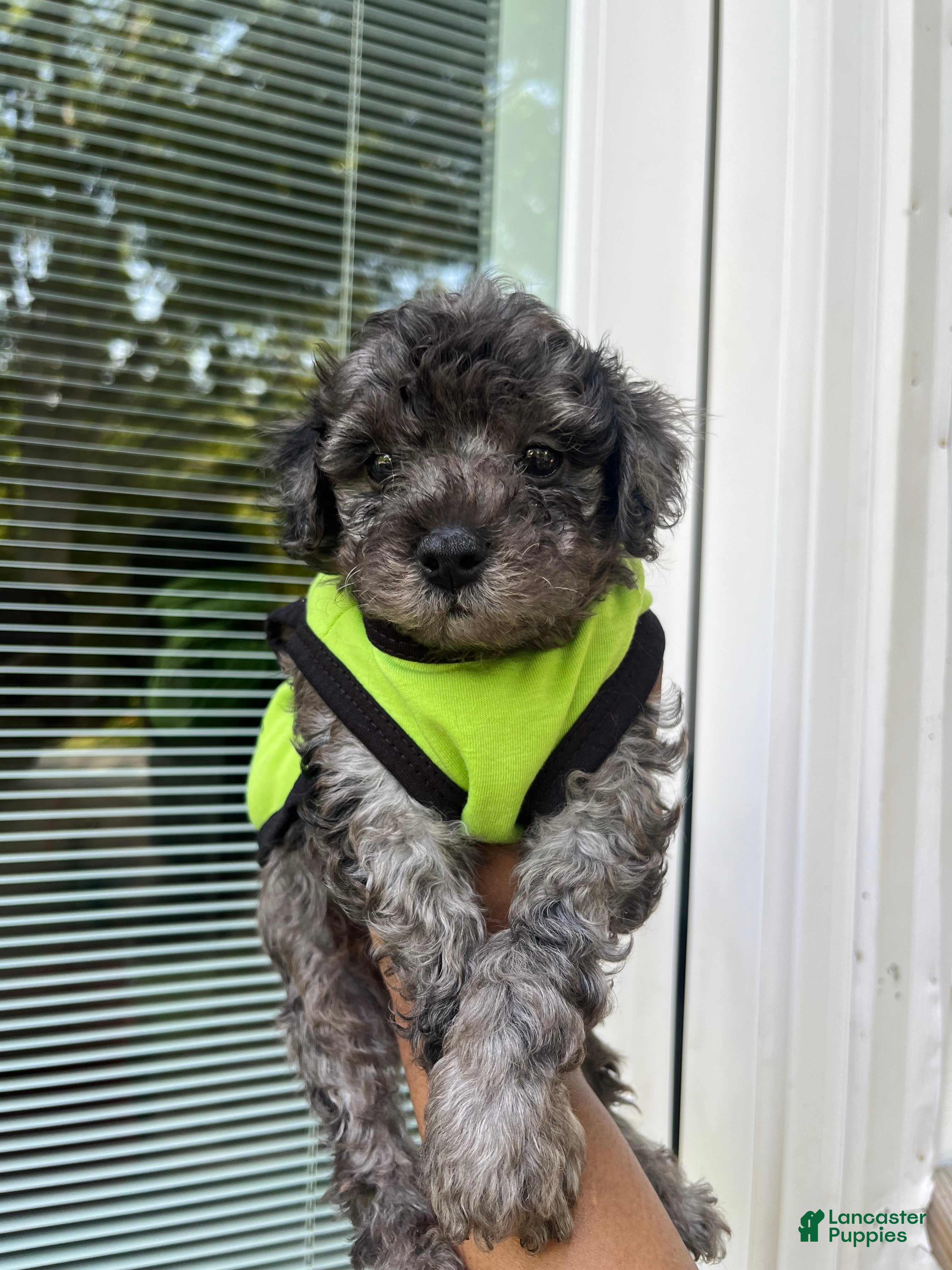 Yorkiepoo dogs Stitch - Ad 10