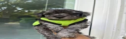 Yorkiepoo dogs for sale: Stitch - Ad 3