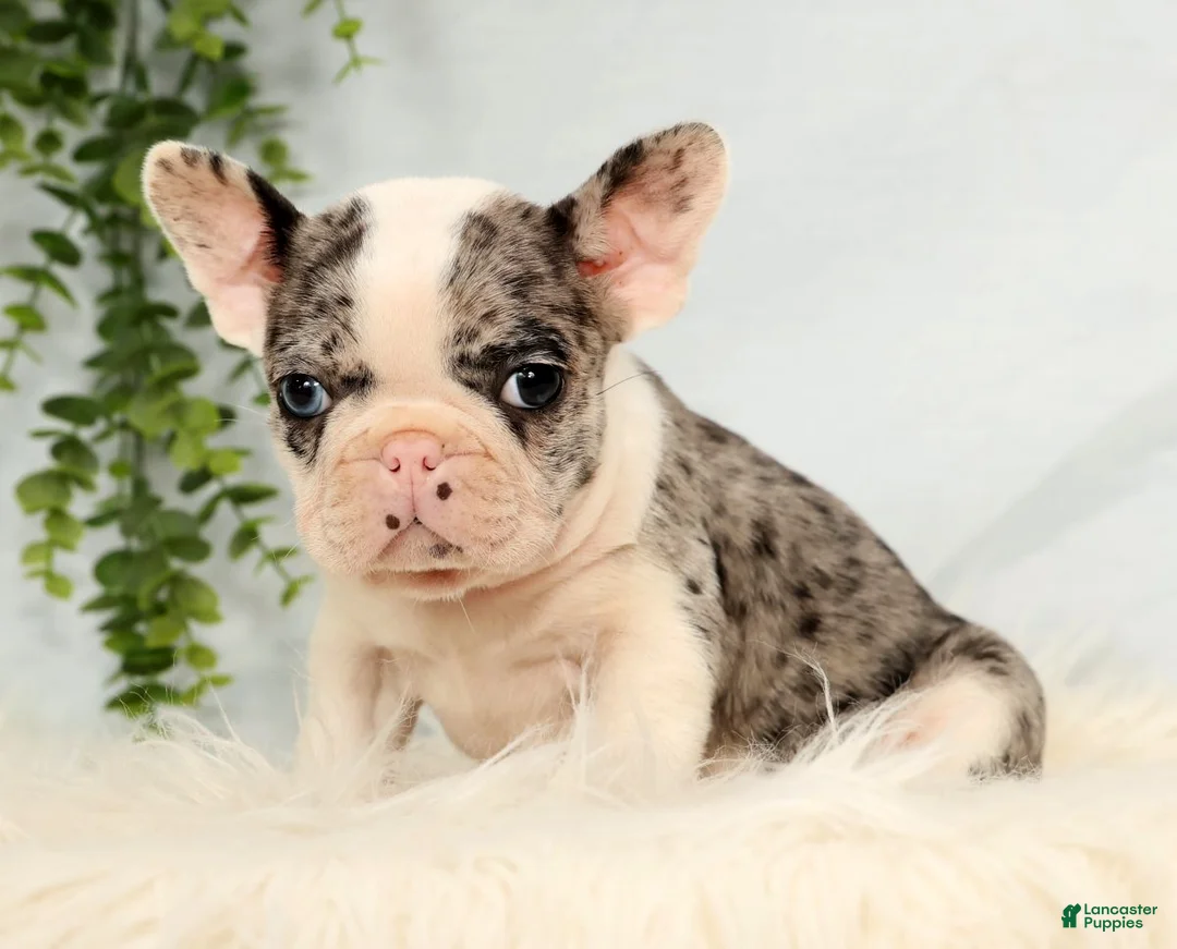 Frenchton dogs for sale: Jase - Ad 1