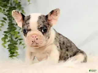 Frenchton dogs Jase - Ad 5