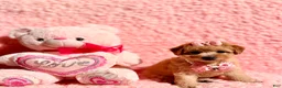 Toy Poodle dogs for sale: Tiffany Poodle toy - Ad 5