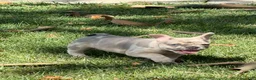 French Bulldog dogs for sale: Brooks - Ad 5