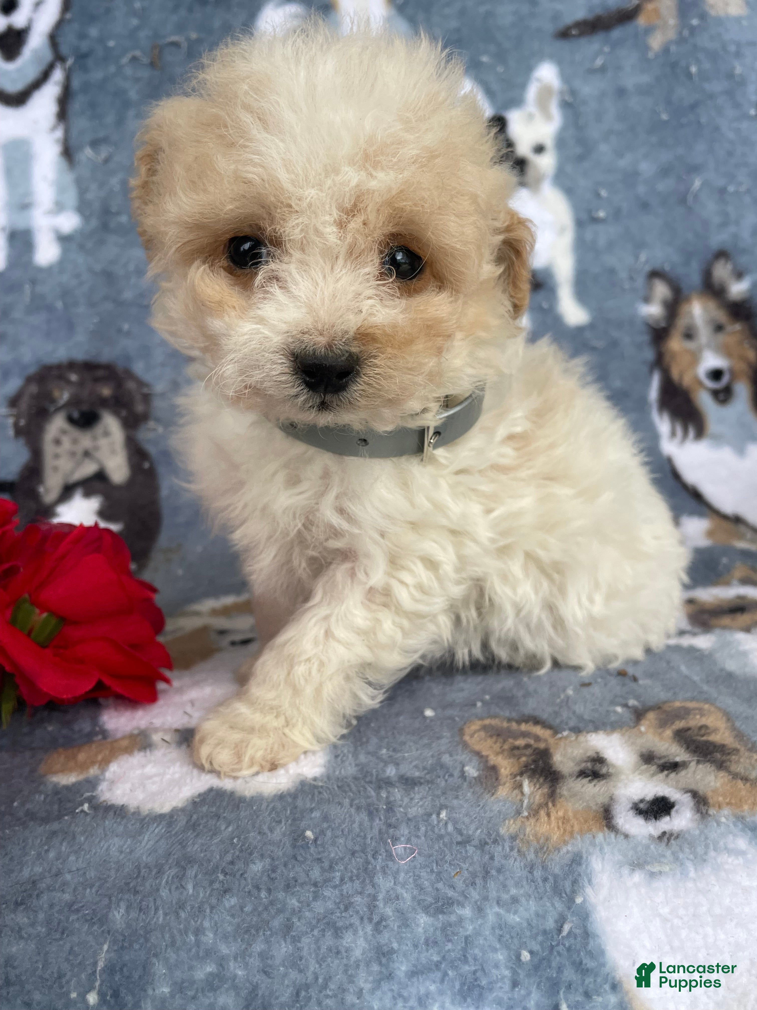 Toy Poodle dogs Pearl - Ad 37