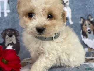 Toy Poodle dogs Pearl - Ad 31