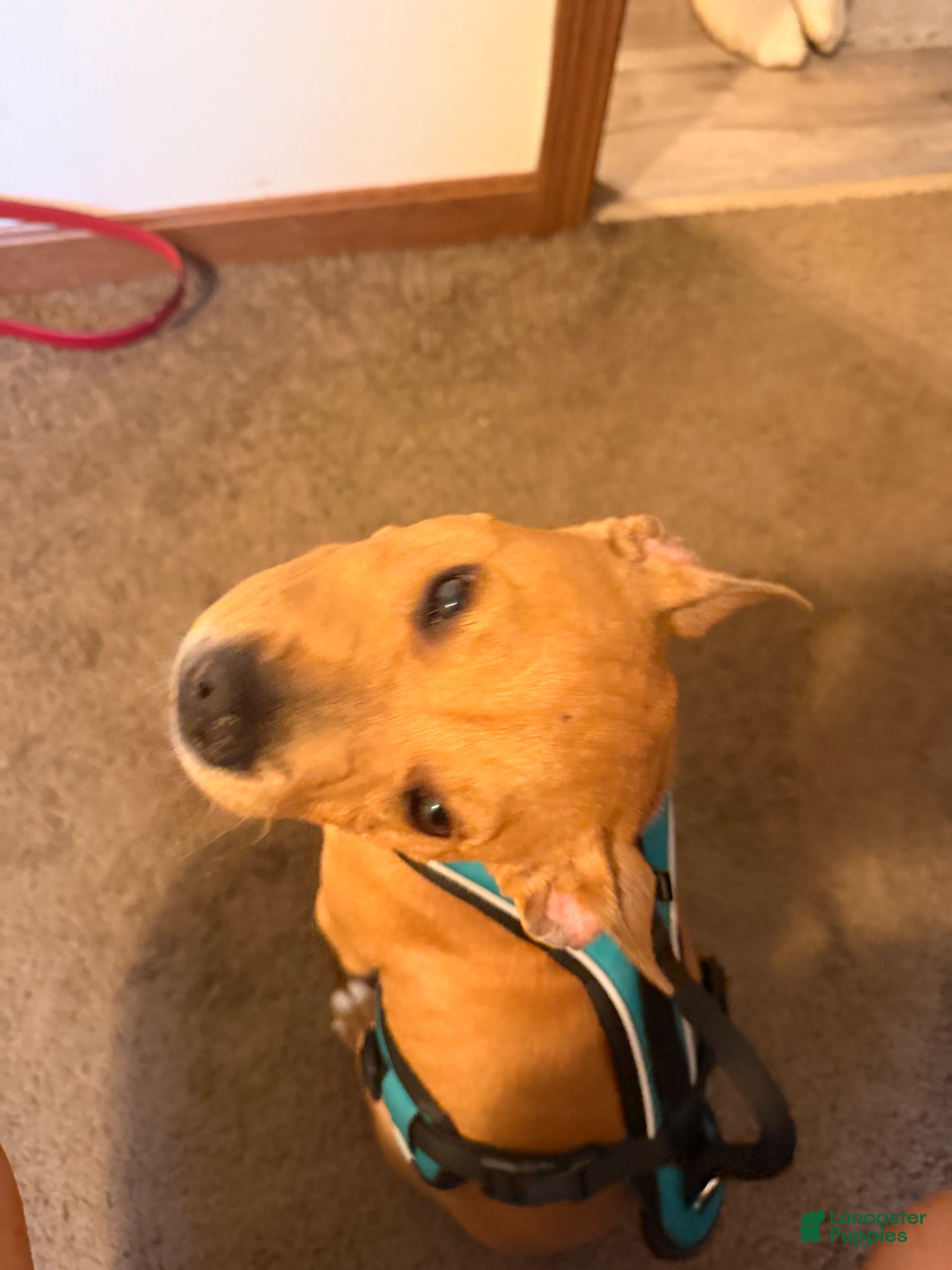 American Pit Bull Terrier dogs American Pit Bull Terrier Puppy 1 - Ad 1