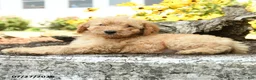 Mini Goldendoodle dogs for sale: Tressa - Ad 4