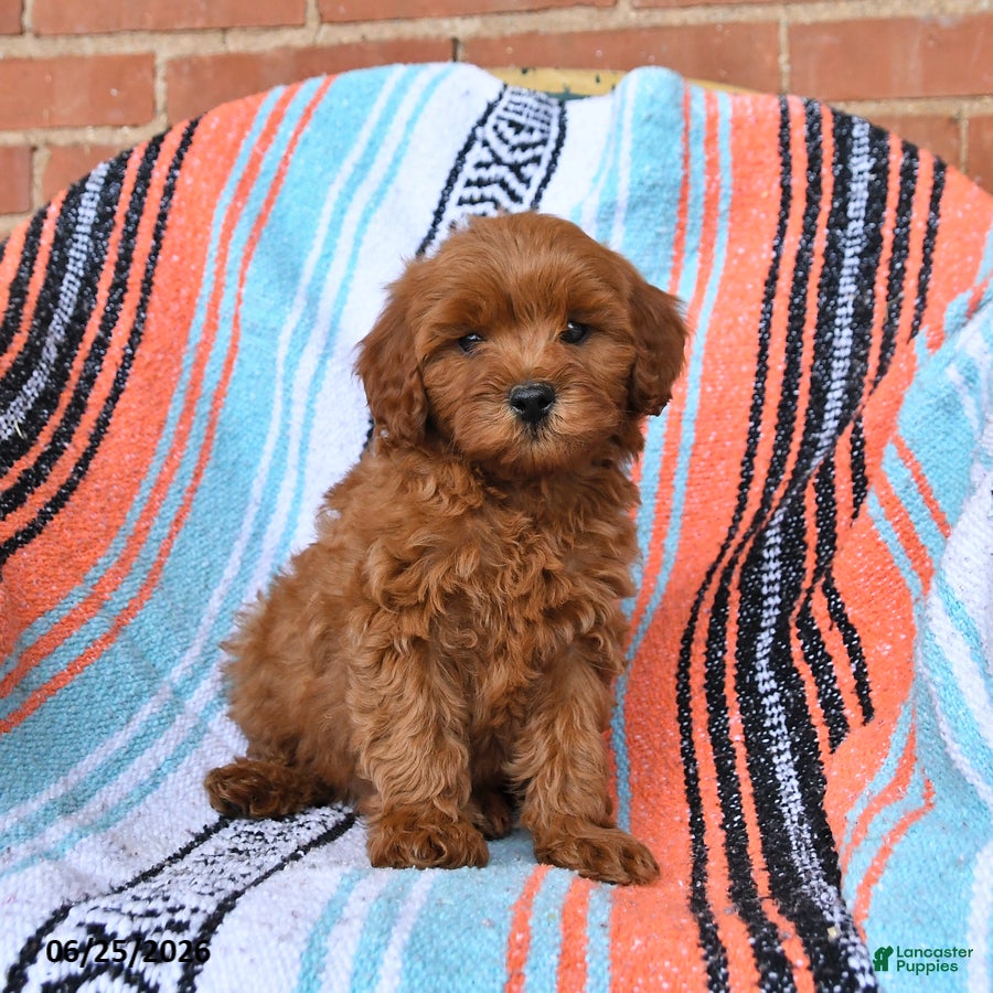 Cavapoo dogs Rusty - Ad 1