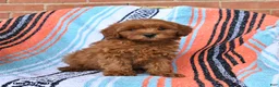 Cavapoo dogs for sale: Rusty - Ad 1
