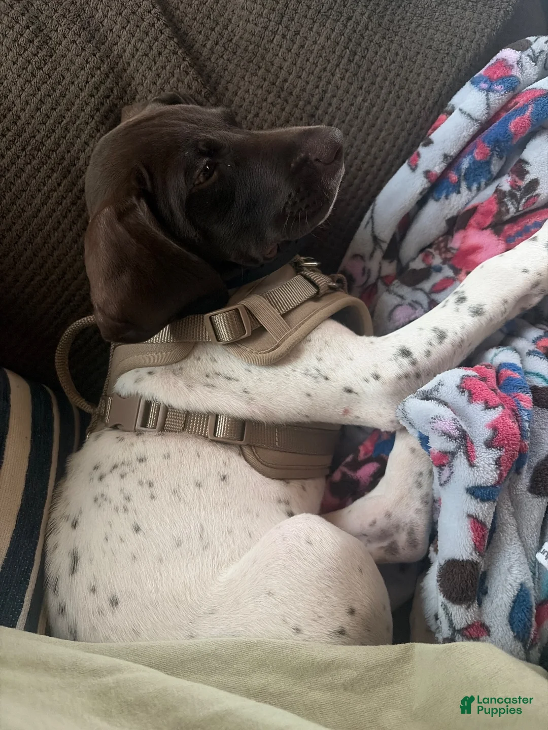 German Shorthaired Pointer dogs for sale: German Shorthaired Pointer 1 - Ad 3