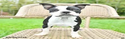 Boston Terrier dogs for sale: Gloria - Ad 3
