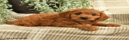 Cavapoo dogs for sale: Parker - Ad 4