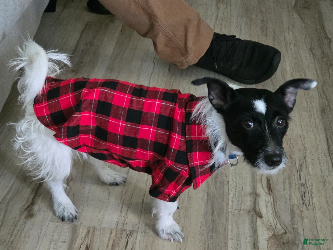 Jack Russell Terrier dogs for sale: Jack Russell Terrier  - Ad 4