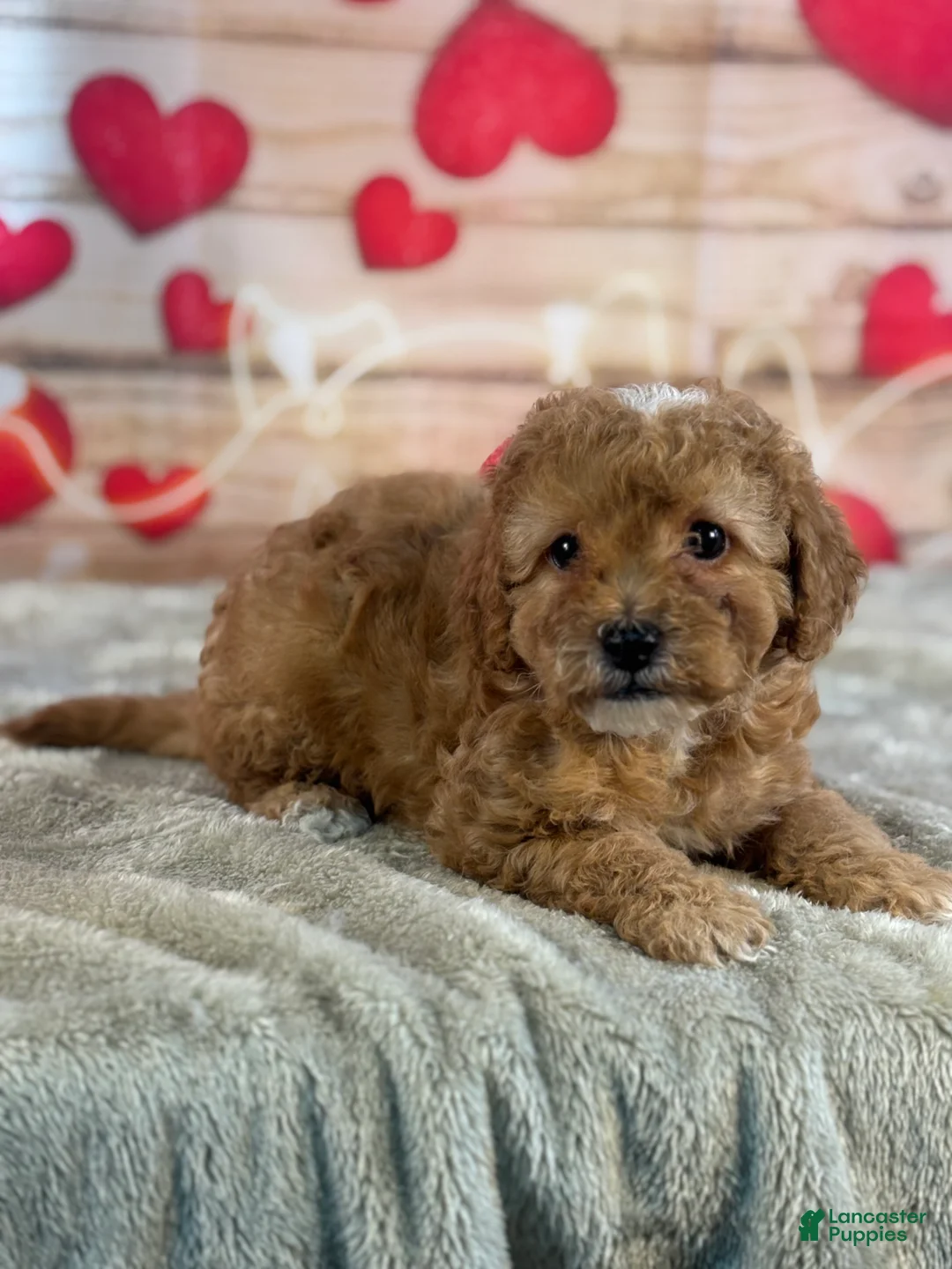 Cavapoo dogs for sale: Mason - Ad 3