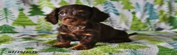 Miniature Dachshund dogs for sale: Teddy - Ad 3