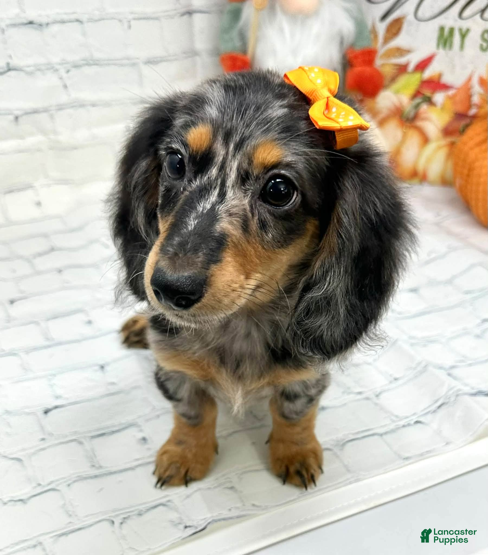 Miniature Dachshund dogs Hailey - Ad 2