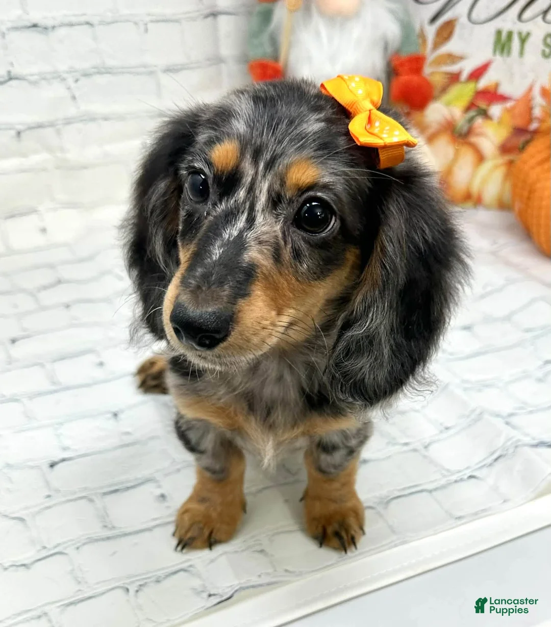 Miniature Dachshund dogs for sale: Hailey - Ad 2