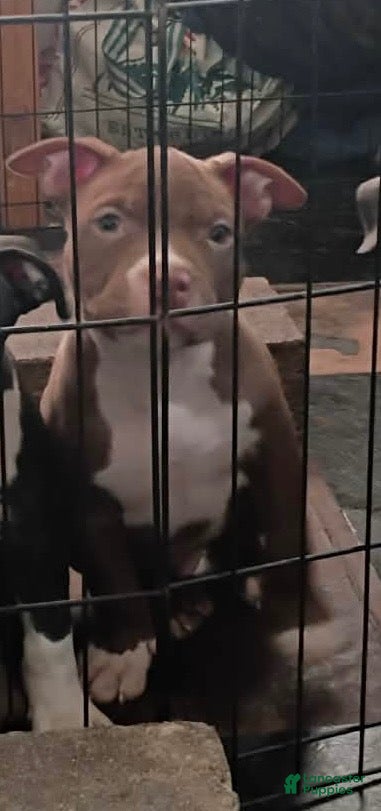 American Bully dogs American Bully 4 - Ad 14