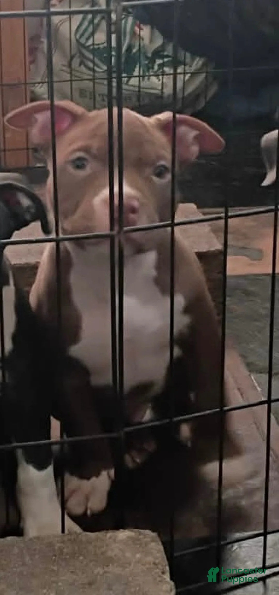 American Bully dogs for sale: American Bully 4 - Ad 1
