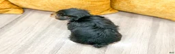 Yorkshire Terrier dogs for sale: Luna - Ad 5