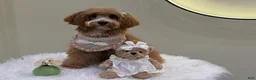 Maltipoo dogs for sale: Lavender  - Ad 1