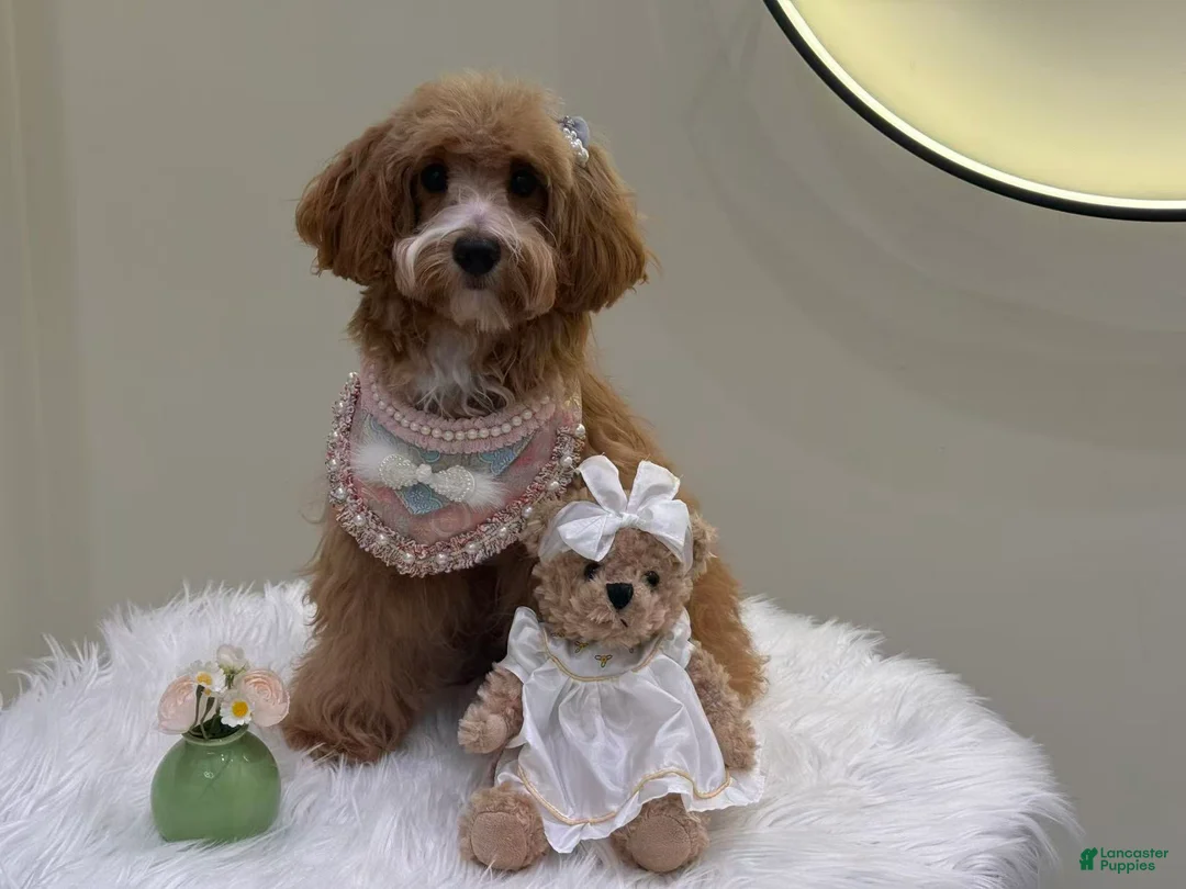 Maltipoo dogs for sale: Lavender  - Ad 1