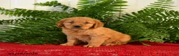 Golden Retriever dogs for sale: Candy - Ad 1
