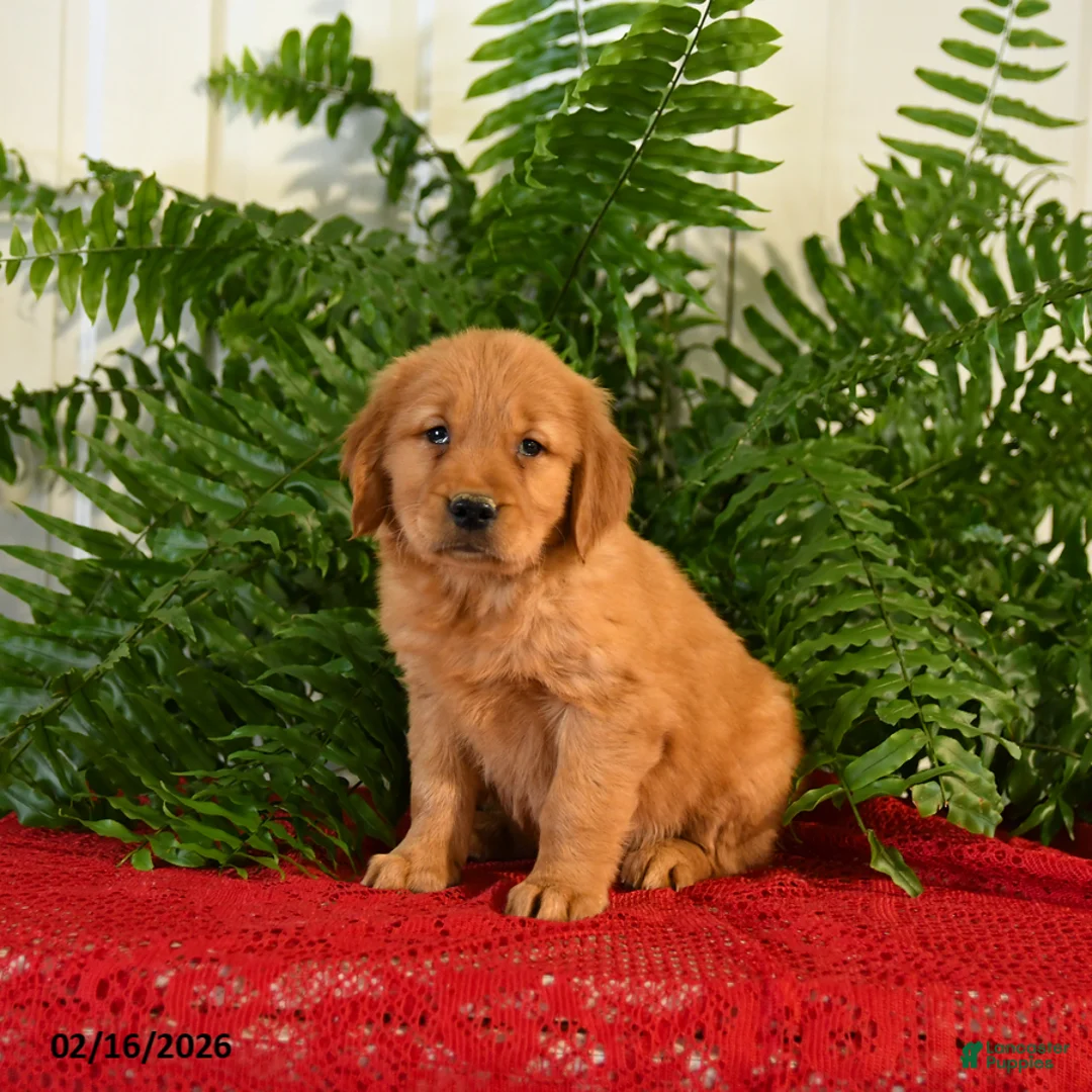 Golden Retriever dogs for sale: Candy - Ad 1