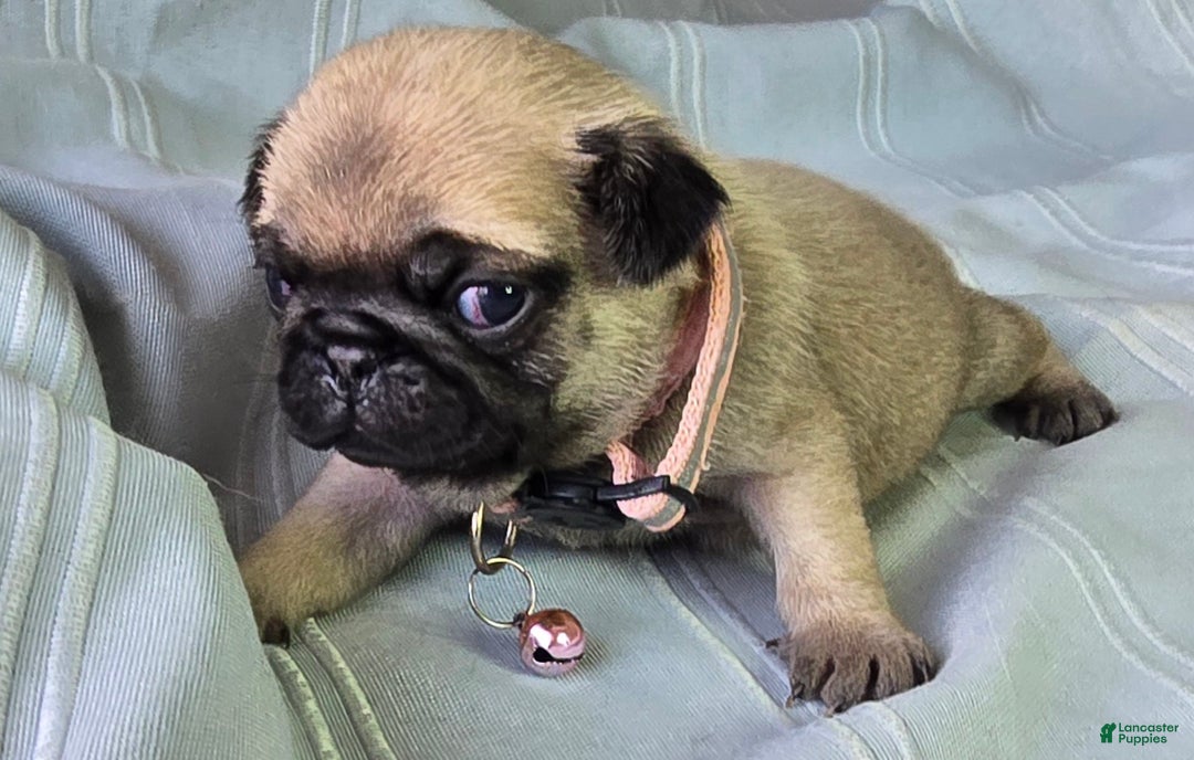 Pug dogs for sale: Farah - Ad 3