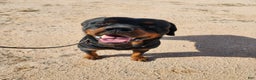 Rottweiler dogs for sale: Raja M2 - Ad 12