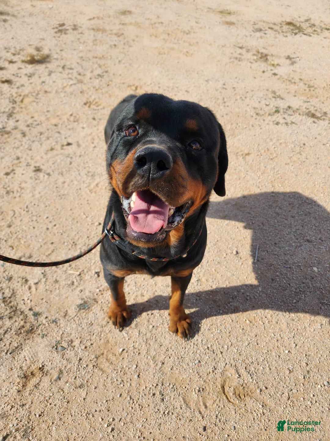 Rottweiler dogs for sale: Raja M2 - Ad 12