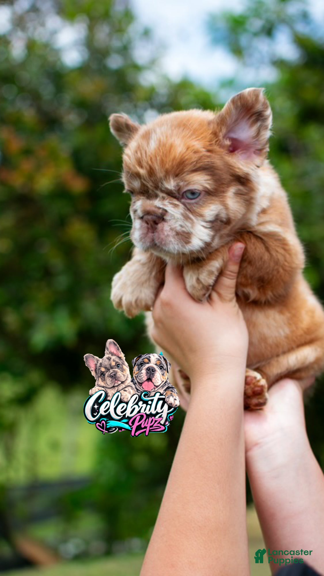 French Bulldog dogs "CINDERELLA" - LUXURY ROJO MERLE FLUFFY in LA. USA Delivery!  - Ad 2