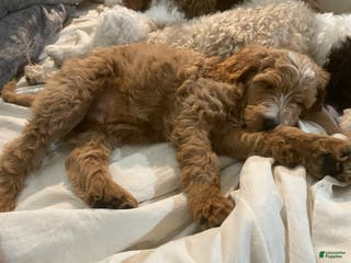 Goldendoodle dogs Goldendoodle Puppy 2 - Ad 25
