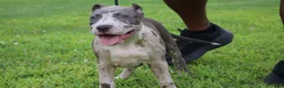American Bully dogs for sale: Iris - Ad 13