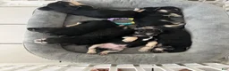 Mixed Breed dogs for sale: Dolce - Ad 10